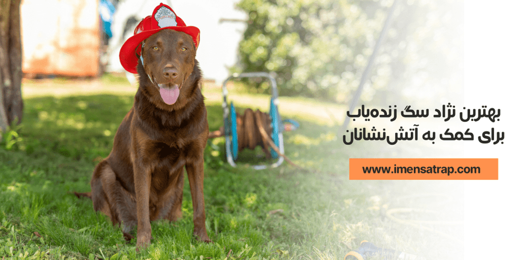 بهترین نژاد سگ زنده یاب برای کمک به آتش نشانان